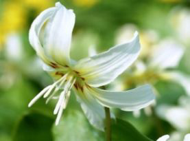 Hardy Plant Nursery - Hartside Nursery Garden - near Alston, Cumbria, UK