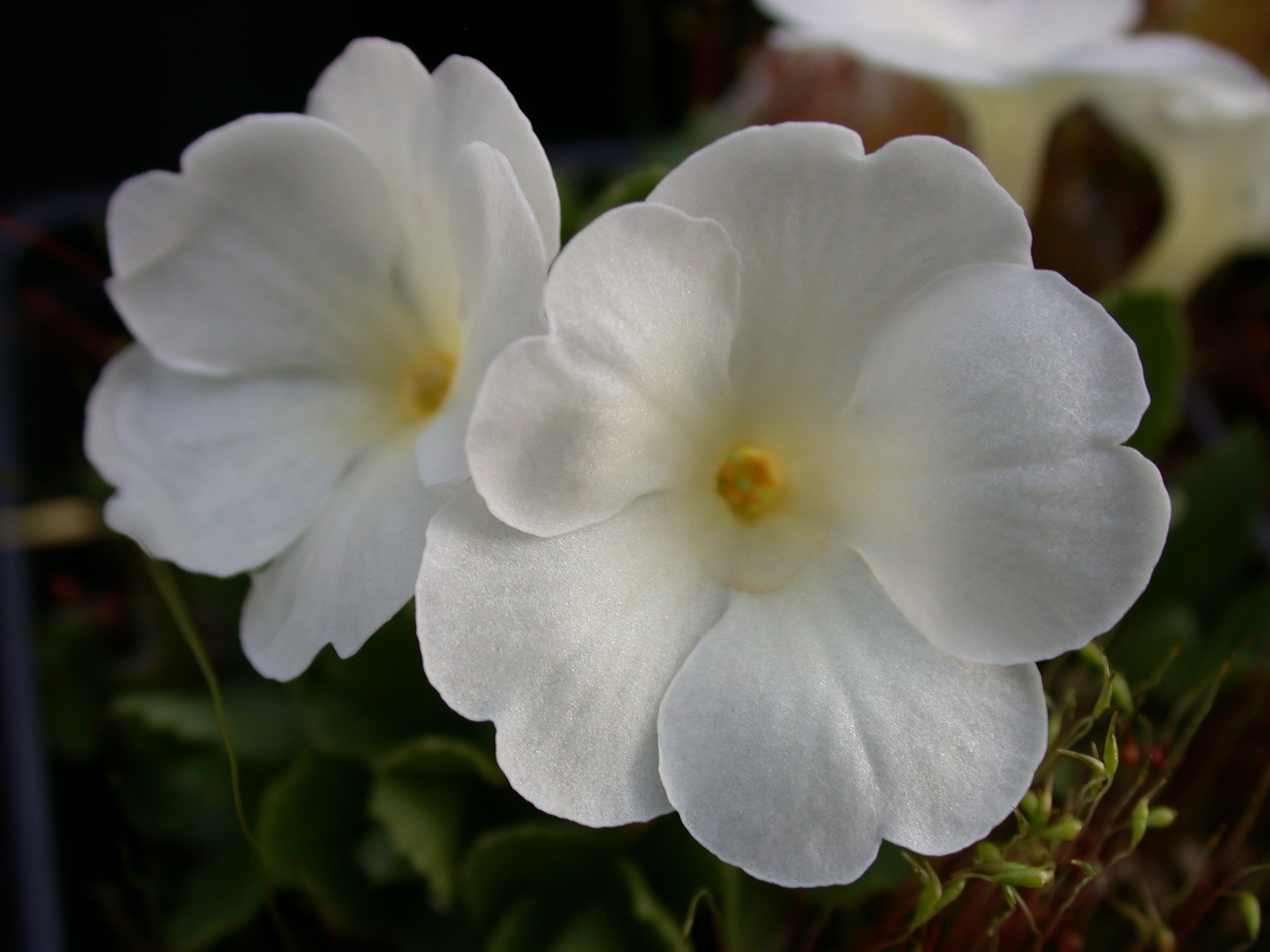 Hardy Plant Nursery - Hartside Nursery Garden - near Alston, Cumbria, UK