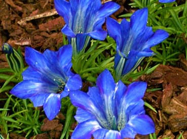 Gentiana ‘The Caley’ - Plants with Altitude