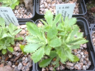 Primula marginata Cut Leaved Form