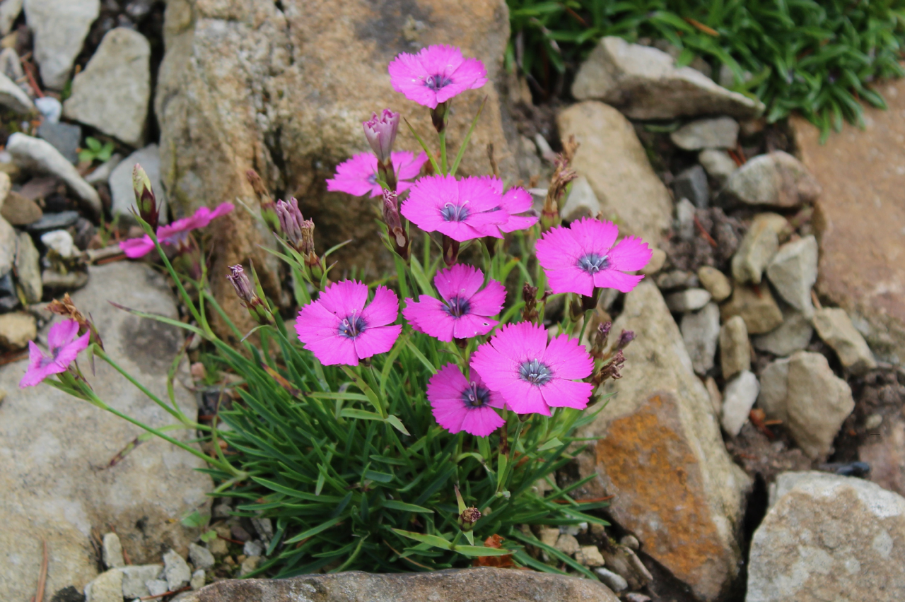 Dianthus 'Inshriach Dazzler'