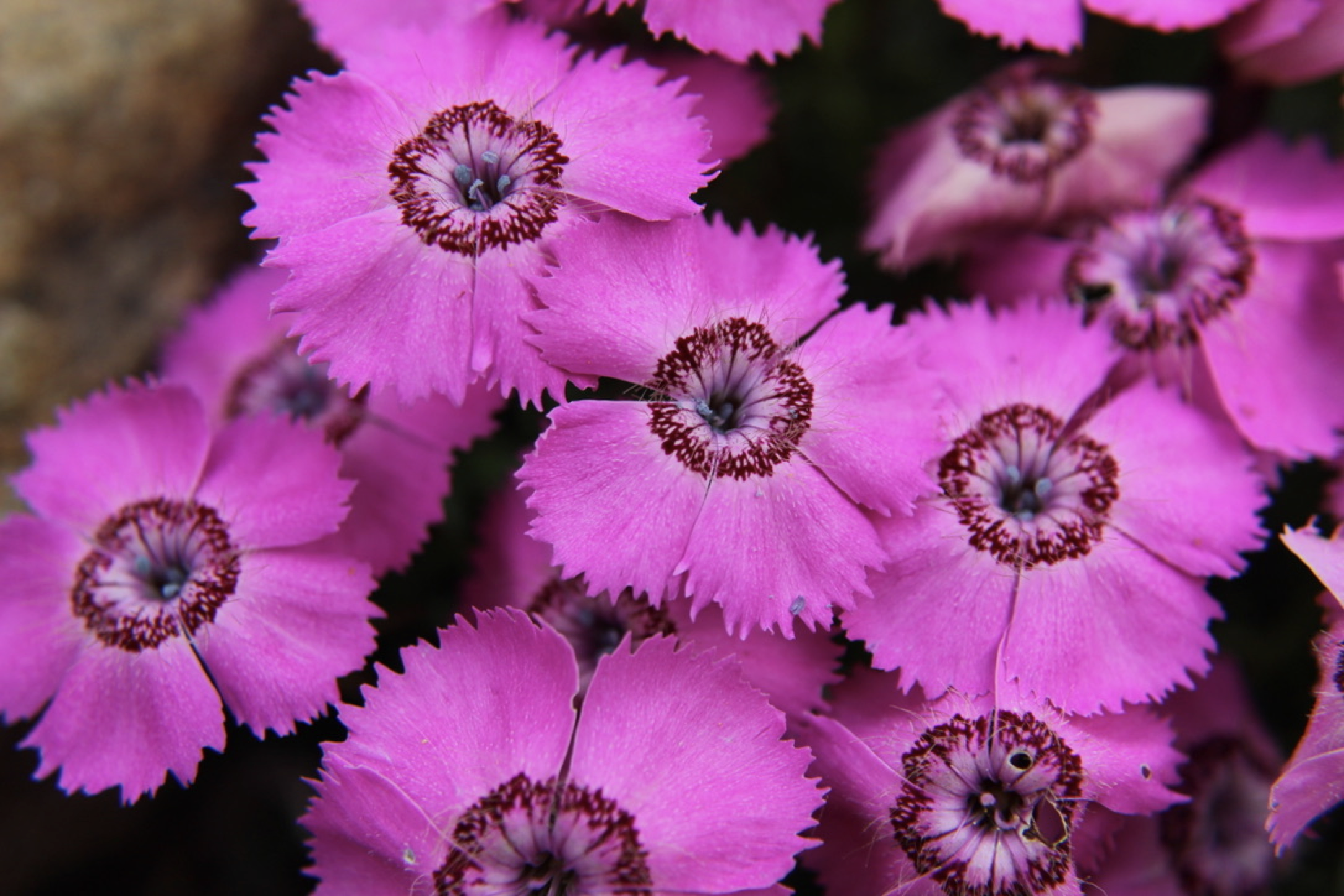 Dianthus alpinus