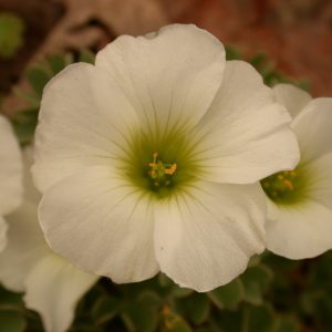 Oxalis 'Sheffield Swan'