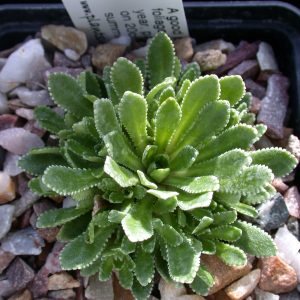 Saxifraga 'Esther'