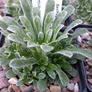 Saxifraga 'Polar Drift'