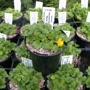 Potentilla neumanniana 'Nana'