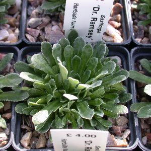Saxifraga 'Dr. Ramsey'