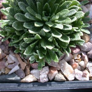 Saxifraga paradoxa