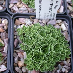 Saxifraga 'Lagraveana'