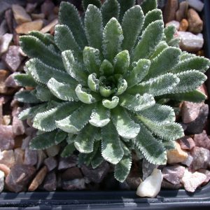 Saxifraga paniculata 'Dr. Clay'