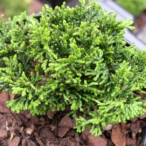 Conifers - Dwarf and Slow Growing