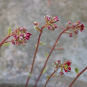Saxifraga 'Jaromir'