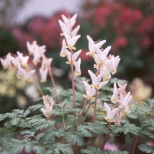 Dicentra cucullaria