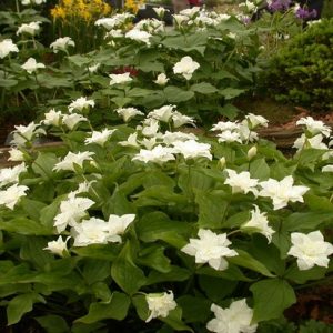 Trillium grandiflorum 'Snow Bunting'