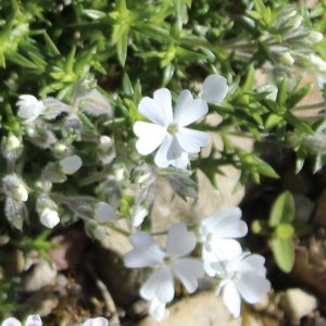 Phlox 'Ice Mountain'