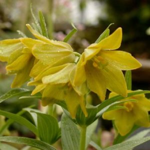 Fritillaria camschatcensis ‘Aurea’