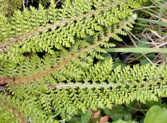 Polystichum setiferum Proliferum