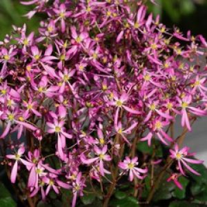 Saxifraga 'Dancing Pixies Tini'